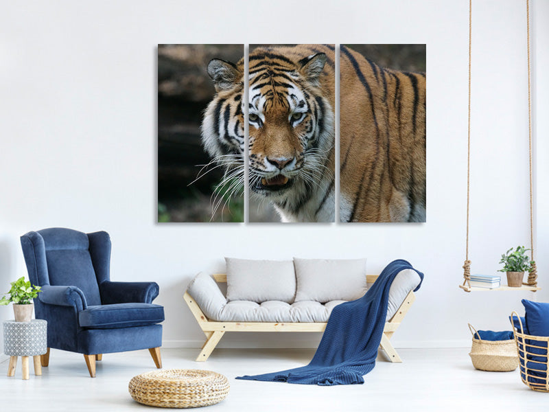 3-piece-canvas-print-xl-tiger