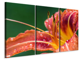 3-piece-canvas-print-xxl-lily-in-orange