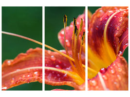 3-piece-canvas-print-xxl-lily-in-orange