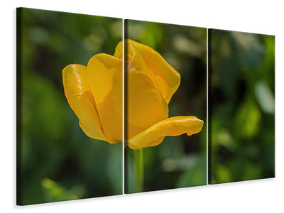 3-piece-canvas-print-yellow-tulip-xl
