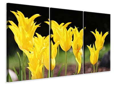 3-piece-canvas-print-yellow-tulips-in-the-nature