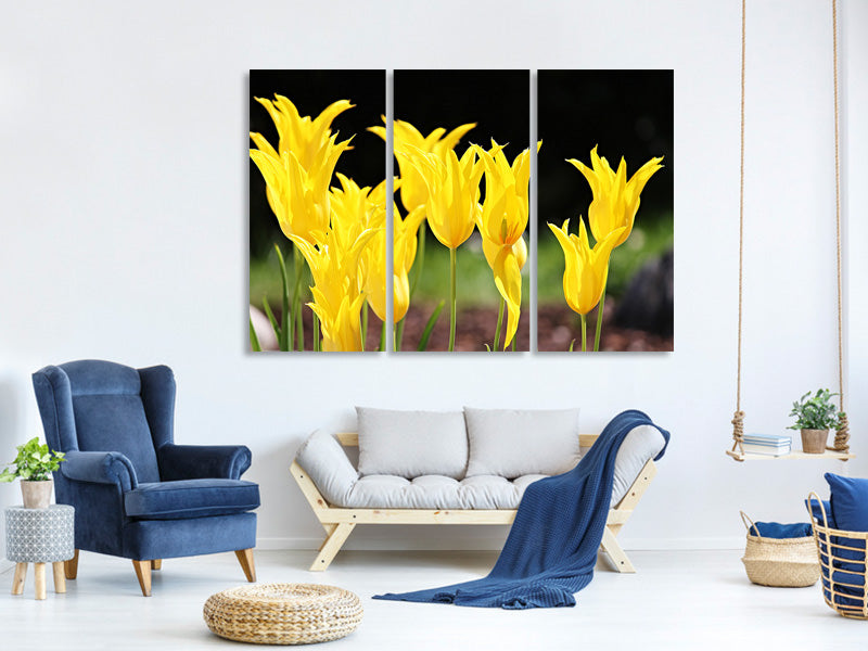 3-piece-canvas-print-yellow-tulips-in-the-nature