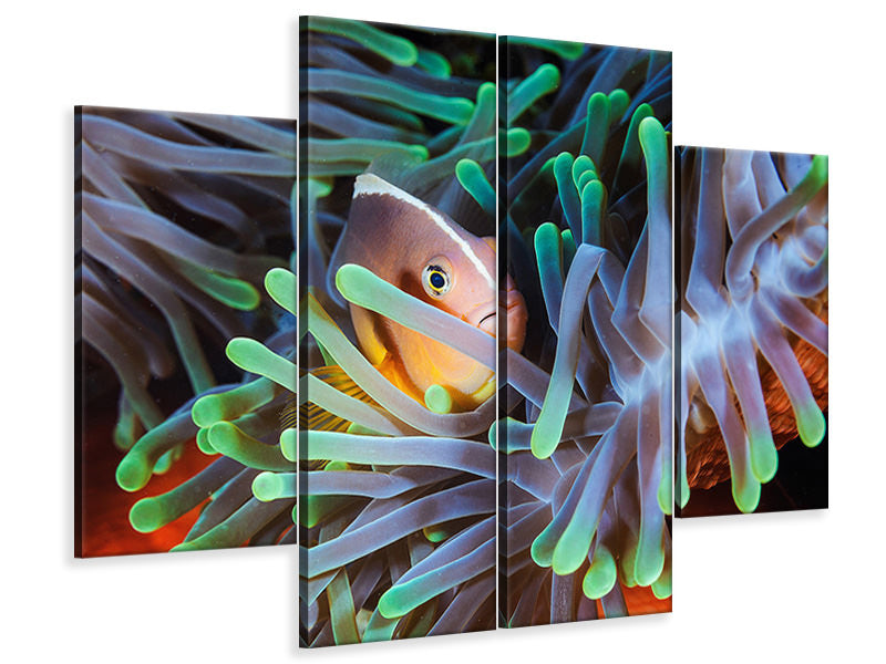 4-piece-canvas-print-clownfish