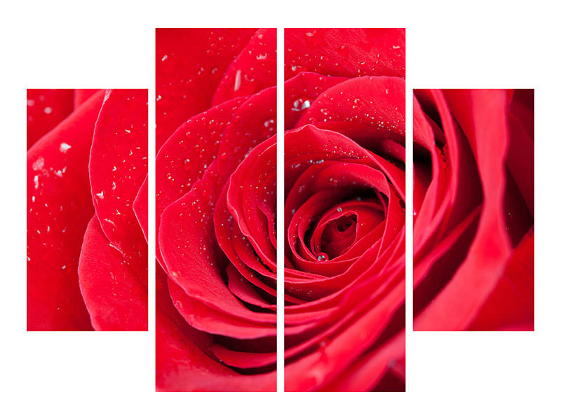 4-piece-canvas-print-red-rose-in-morning-dew