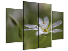 4-piece-canvas-print-stitchwort