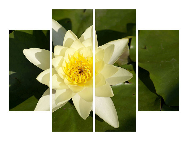 4-piece-canvas-print-the-water-lily-in-yellow