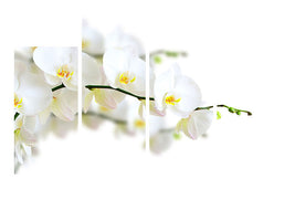 4-piece-canvas-print-white-orchids