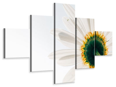 5-piece-canvas-print-a-daisy