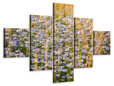 5-piece-canvas-print-a-field-full-of-camomile
