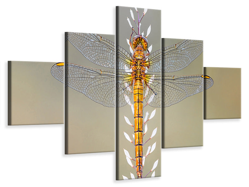 5-piece-canvas-print-dragonfly