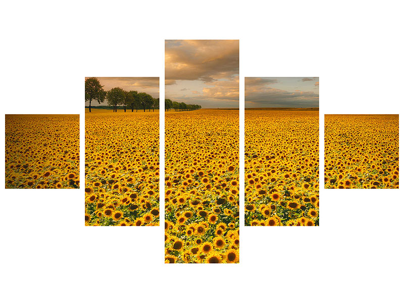 5-piece-canvas-print-sunflowers