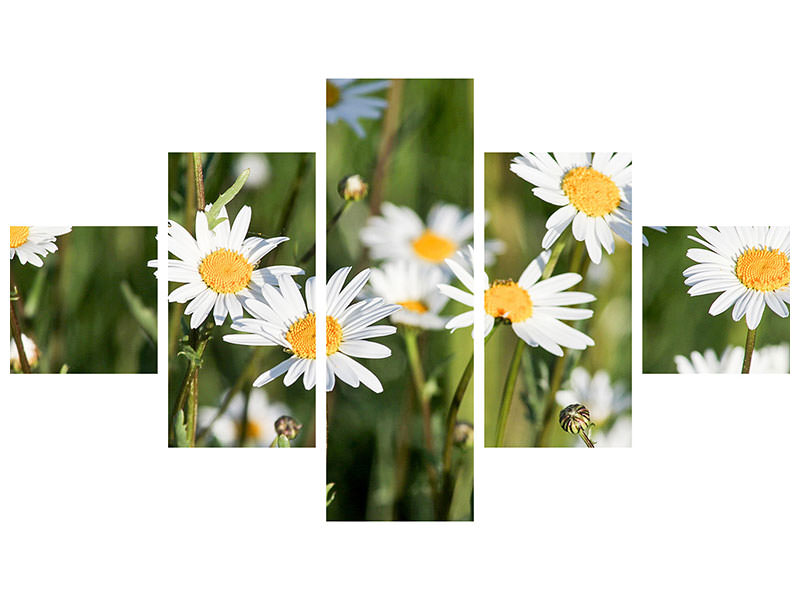 5-piece-canvas-print-xl-daisies