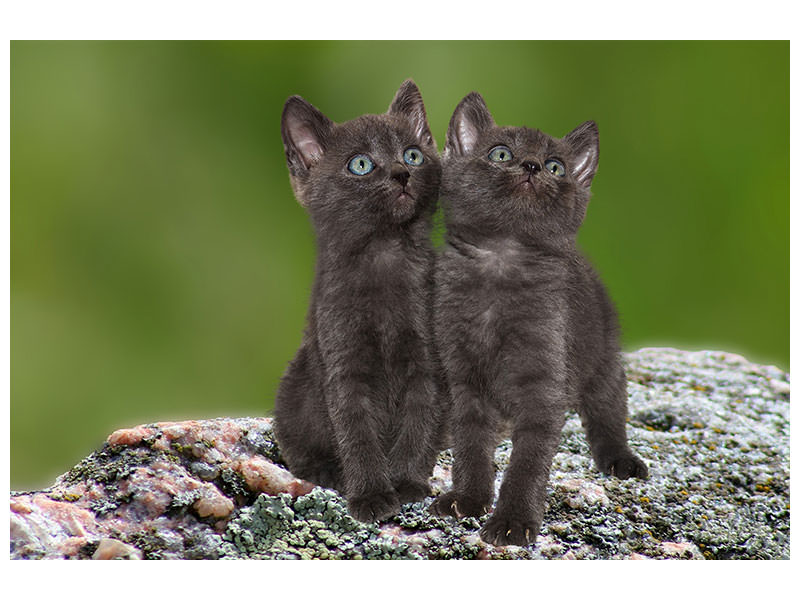 canvas-print-2-black-cats-babies