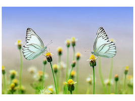 canvas-print-2-butterflies
