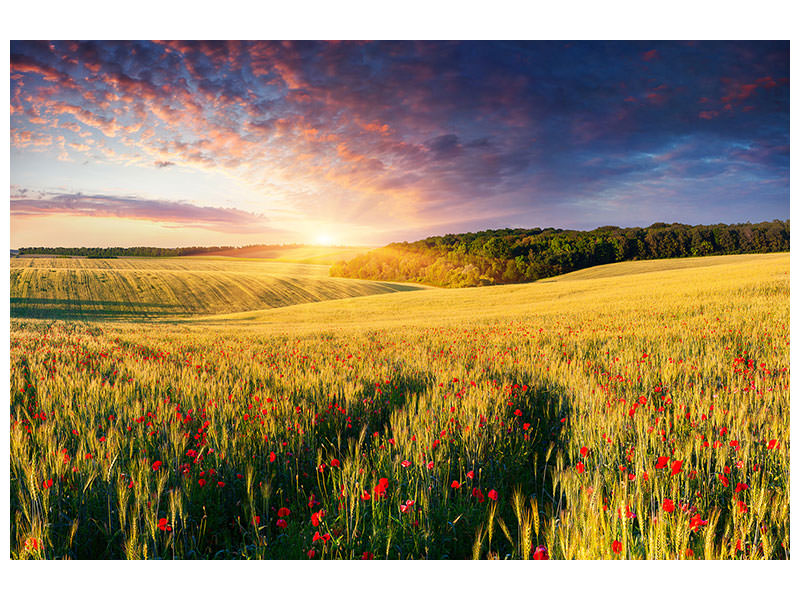 canvas-print-a-flower-field-at-sunrise