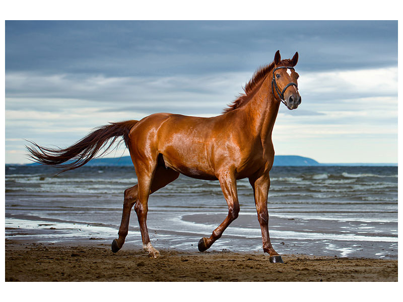canvas-print-a-thoroughbred-at-the-sea