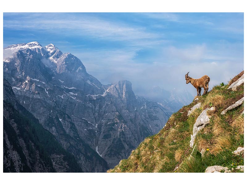 canvas-print-alpine-ibex-in-the-mountains-x