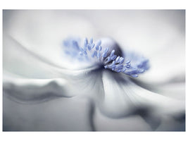 canvas-print-anemone-spirit
