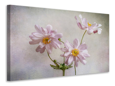 canvas-print-anemones