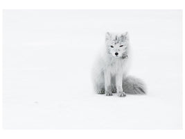 canvas-print-arctic-fox-xjg