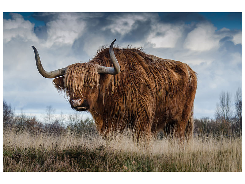 canvas-print-attention-bull
