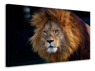 canvas-print-attention-lion