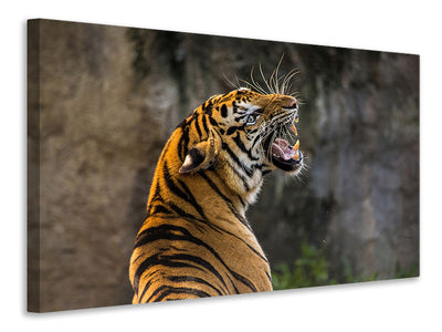 canvas-print-attention-tiger