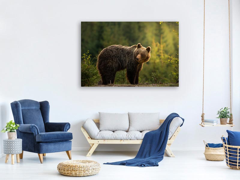 canvas-print-backlit-bear-x