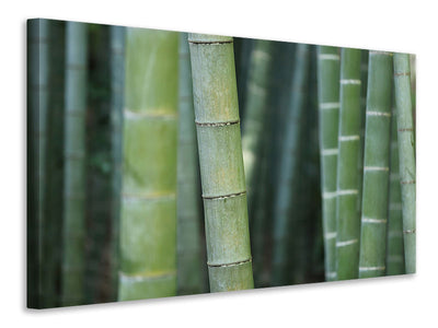 canvas-print-bamboo-in-xxl