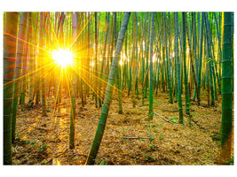 canvas-print-bamboos
