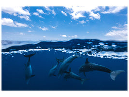 canvas-print-between-air-and-water-with-the-dolphins