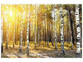 canvas-print-birch-forest