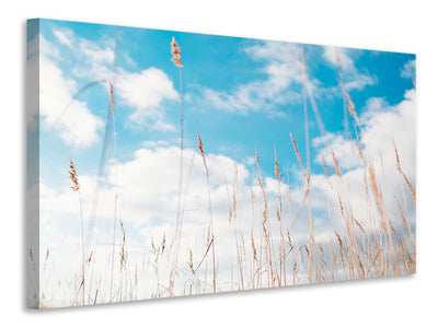 canvas-print-blades-of-grass-in-the-sky