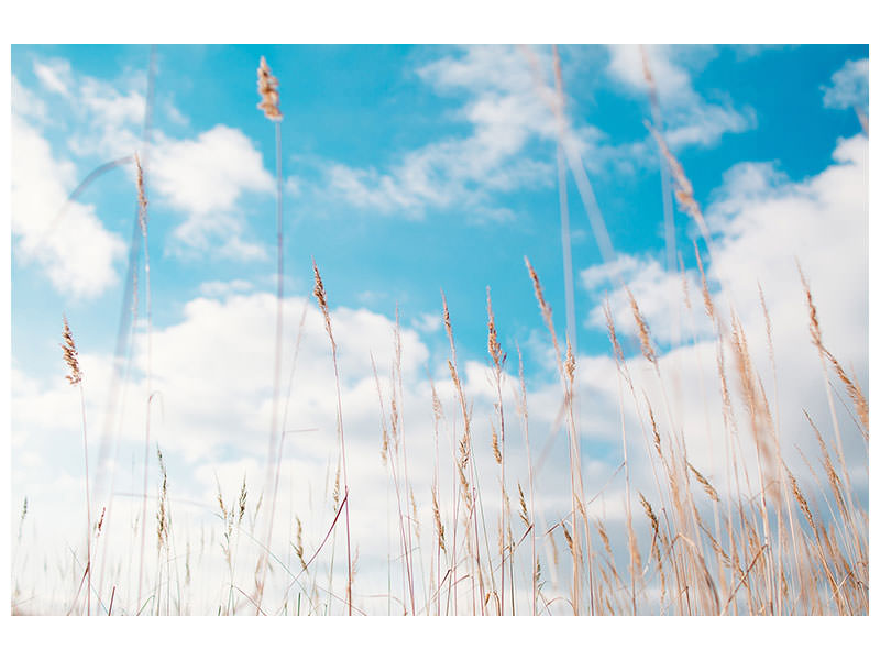 canvas-print-blades-of-grass-in-the-sky