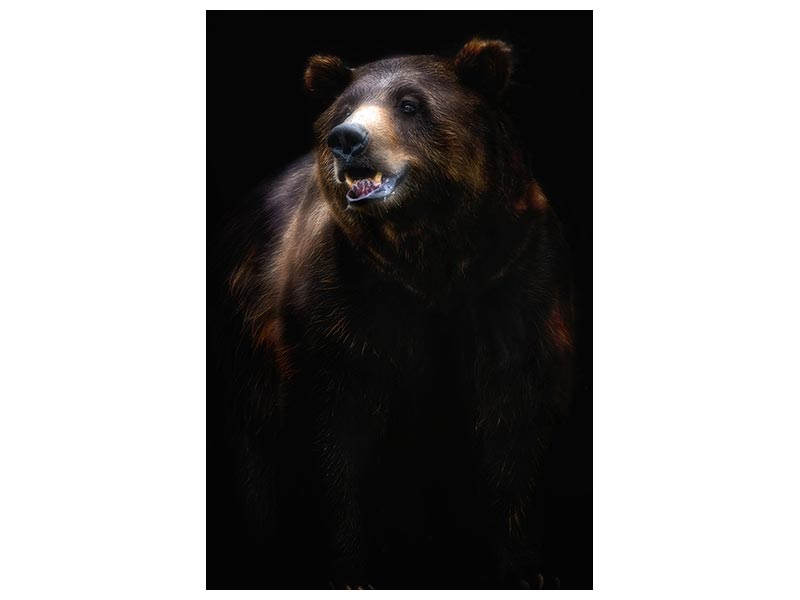 canvas-print-brown-bear-portrait-x