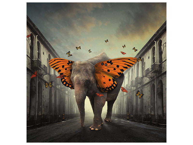 canvas-print-butterphant