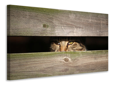 canvas-print-cat-in-hiding