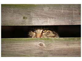 canvas-print-cat-in-hiding