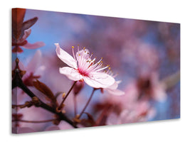 canvas-print-close-up-cherry-blossom