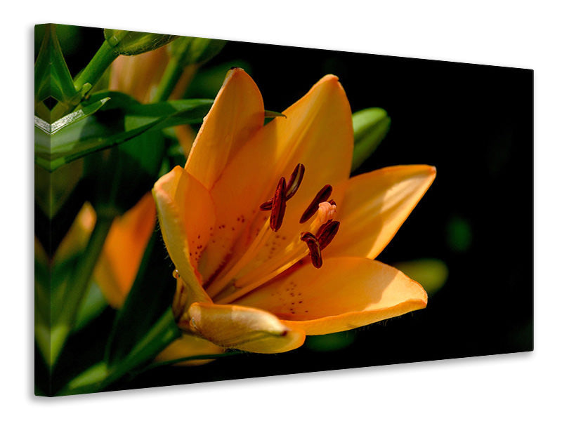 canvas-print-close-up-lily-in-orange