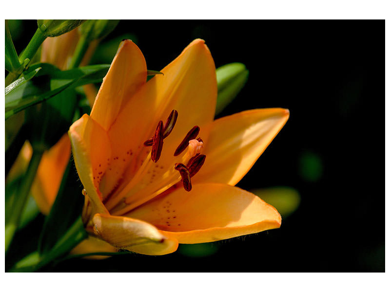 canvas-print-close-up-lily-in-orange