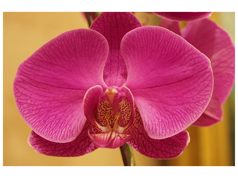 canvas-print-close-up-orchid-in-pink
