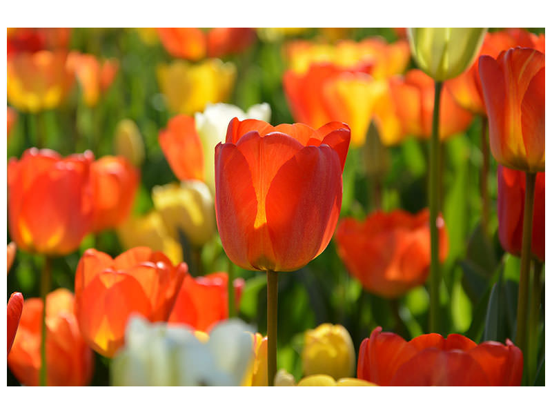 canvas-print-close-up-tulip-field