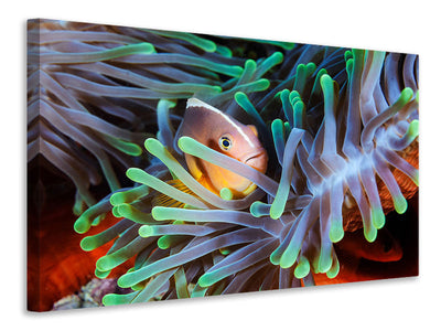 canvas-print-clownfish