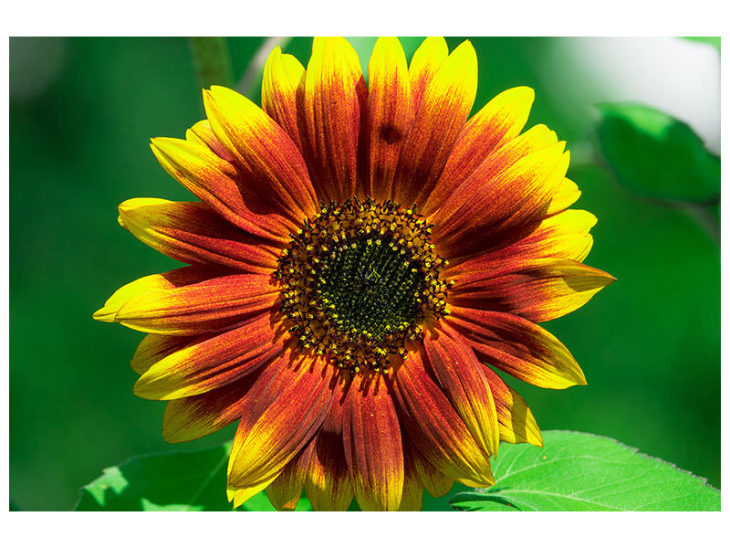 canvas-print-colorful-sunflower