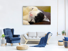 canvas-print-cuddly-cat