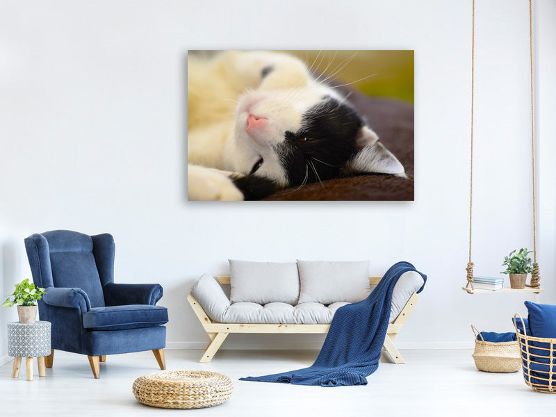 canvas-print-cuddly-cat