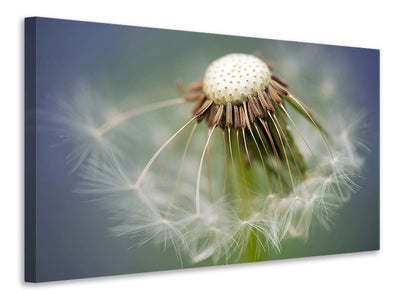 canvas-print-dandelion-close-up