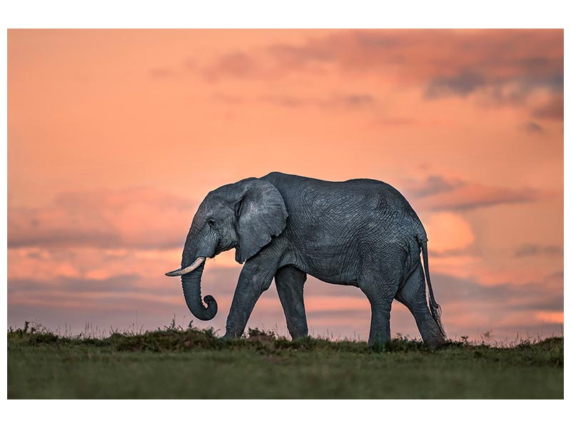 canvas-print-elephant-at-dusk-x
