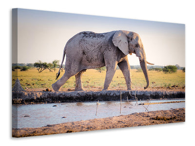 canvas-print-elephant-in-the-nature